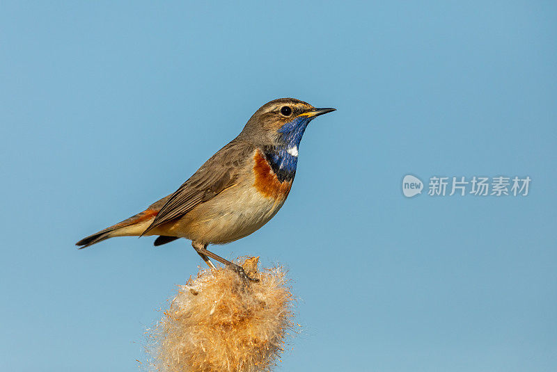 蓝喉男性(Luscinia svecica)